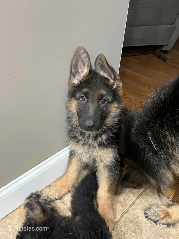 Sweetie – German Shepherd Dog puppy for sale in Hanson, KY