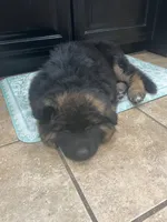 Chubs, a male German Shepherd Dog for sale in Hanson, KY – 2 of 4