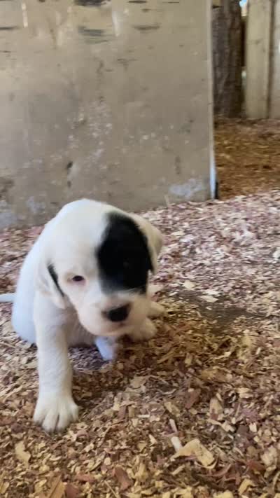 Roan, a female English Setter for sale in Canton, NC – 6 of 9