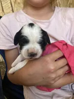 Huckleberry , a male English Setter for sale in Canton, NC – 3 of 9