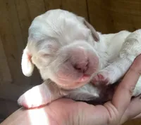 Sawyer, a male English Setter for sale in Canton, NC – 7 of 7