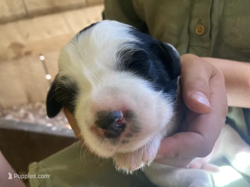 Huckleberry  – English Setter puppy on hold in Canton, NC