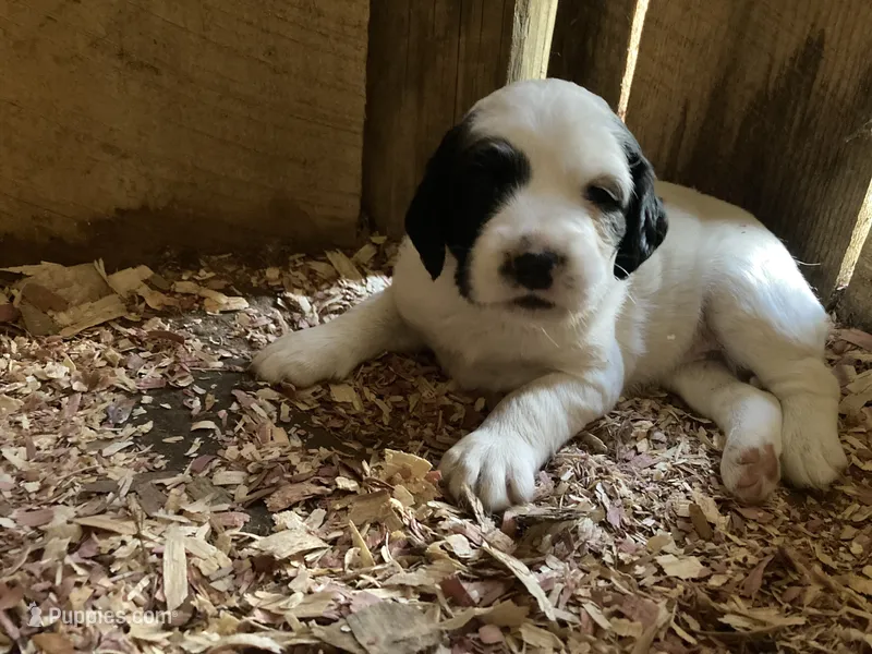 Daisy – English Setter puppy for sale in Canton, NC
