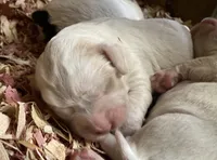 Sawyer, a male English Setter for sale in Canton, NC – 4 of 7
