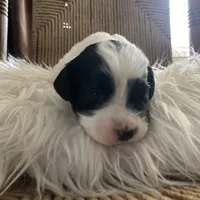 Bandit, a male English Setter for sale in Canton, NC – Photo 2 of 8