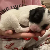 Bandit, a male English Setter for sale in Canton, NC – Photo 7 of 8
