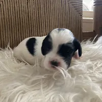 Bandit, a male English Setter for sale in Canton, NC – Photo 1 of 8