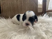 processed/788a7f04-9c0d-49e1-9e56-e45bfd8aa473/listing/10d61cf5-ebcb-4f48-b399-f6c9893d16d7/3e452a10-1703-44f5-87ee-0442a1eca02b