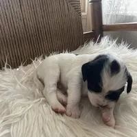 Bandit, a male English Setter for sale in Canton, NC – Photo 4 of 8