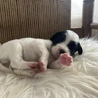 Bandit, a male English Setter for sale in Canton, NC – Photo 5 of 8