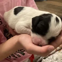 Bandit, a male English Setter for sale in Canton, NC – Photo 6 of 8