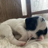 Bandit, a male English Setter for sale in Canton, NC – Photo 3 of 8