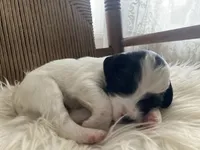 processed/788a7f04-9c0d-49e1-9e56-e45bfd8aa473/listing/10d61cf5-ebcb-4f48-b399-f6c9893d16d7/b2d501fe-0252-4b69-ab6c-5503690a13ce