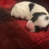 Bandit, a male English Setter for sale in Canton, NC – Photo 8 of 8