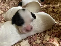 Maybelline , a female English Setter for sale in Canton, NC – 2 of 6