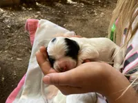 Huckleberry , a male English Setter for sale in Canton, NC – 5 of 6
