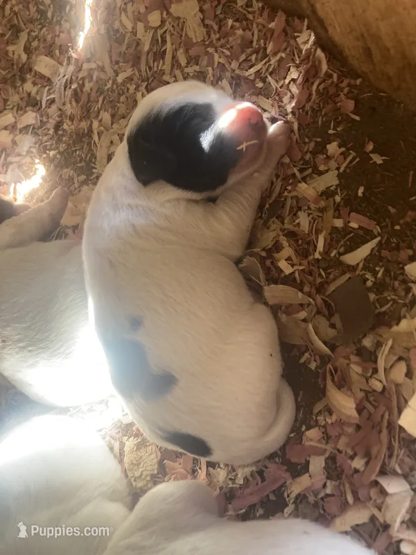 Daisy – English Setter puppy for sale in Canton, NC