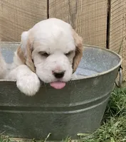 Sawyer, a male English Setter for sale in Canton, NC – 3 of 10