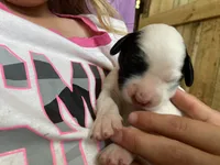 Daisy, a female English Setter for sale in Canton, NC – 3 of 8