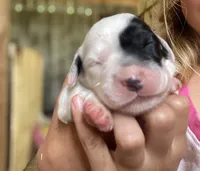 Roan, a female English Setter for sale in Canton, NC – 2 of 7