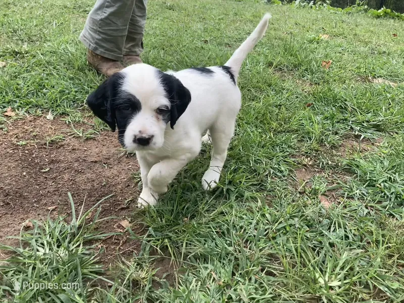Daisy – English Setter puppy for sale in Canton, NC