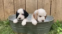 Sawyer, a male English Setter for sale in Canton, NC – 4 of 10