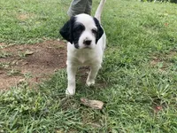 Daisy, a female English Setter for sale in Canton, NC – 2 of 7