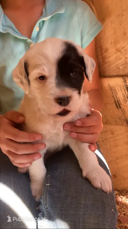 Roan – English Setter puppy for sale in Canton, NC