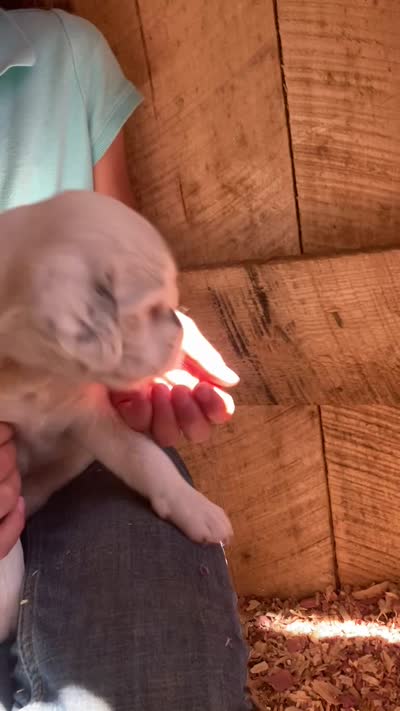 Roan, a female English Setter for sale in Canton, NC – 4 of 9