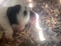 Huckleberry , a male English Setter for sale in Canton, NC – 6 of 6