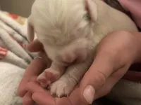 processed/788a7f04-9c0d-49e1-9e56-e45bfd8aa473/listing/50c09f50-209a-42d4-bd52-59e9390c7e37/1a5acc46-c2a5-41c8-913b-c814ebf323ba