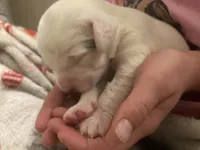 processed/788a7f04-9c0d-49e1-9e56-e45bfd8aa473/listing/50c09f50-209a-42d4-bd52-59e9390c7e37/5f53ba63-08f2-49f4-acc5-da785e49f0ea