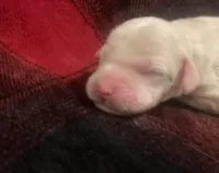 processed/788a7f04-9c0d-49e1-9e56-e45bfd8aa473/listing/50c09f50-209a-42d4-bd52-59e9390c7e37/d42df73f-b334-4093-8914-55bf288fb709