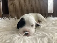 processed/788a7f04-9c0d-49e1-9e56-e45bfd8aa473/listing/51b455a4-b10e-42d3-b957-67857ddfc088/19871461-0e8d-4b97-83ed-f330efa9568f