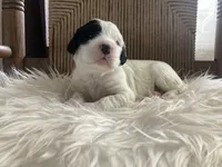 processed/788a7f04-9c0d-49e1-9e56-e45bfd8aa473/listing/51b455a4-b10e-42d3-b957-67857ddfc088/7265ed7f-2b27-47f9-b5ae-3d2beede5696