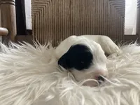 processed/788a7f04-9c0d-49e1-9e56-e45bfd8aa473/listing/51b455a4-b10e-42d3-b957-67857ddfc088/7334055b-cc97-457f-bc06-40af5f61129b