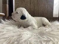 processed/788a7f04-9c0d-49e1-9e56-e45bfd8aa473/listing/51b455a4-b10e-42d3-b957-67857ddfc088/9b3c929f-da50-45e3-a5cc-f9dc6885a629