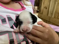 Daisy, a female English Setter for sale in Canton, NC – 4 of 8