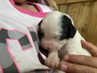 Daisy, a female English Setter for sale in Canton, NC – 5 of 8