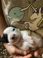 Maybelline , a female English Setter for sale in Canton, NC – 4 of 10