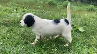 Daisy, a female English Setter for sale in Canton, NC – 3 of 7