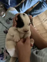 Maybelline , a female English Setter for sale in Canton, NC – 3 of 10