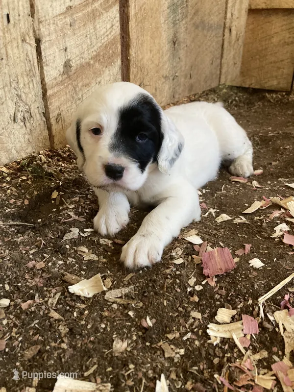 Roan – English Setter puppy for sale in Canton, NC