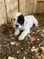 Roan, a female English Setter for sale in Canton, NC – 1 of 9