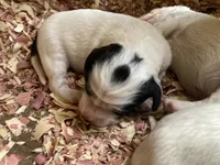 Huckleberry , a male English Setter for sale in Canton, NC – 2 of 6