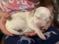 processed/788a7f04-9c0d-49e1-9e56-e45bfd8aa473/listing/6bc61b59-238f-40c0-9ecc-0f2d557c2e41/2da89955-3809-41d1-ae0d-c7b91fb637a8