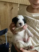 Huckleberry , a male English Setter for sale in Canton, NC – 2 of 9