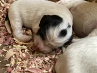 Huckleberry , a male English Setter for sale in Canton, NC – 3 of 6