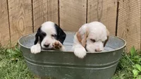 Daisy, a female English Setter for sale in Canton, NC – 5 of 7