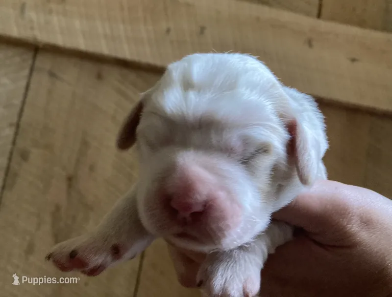 Sawyer – English Setter puppy for sale in Canton, NC